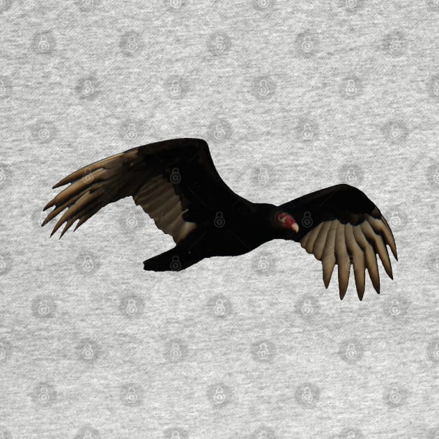 Turkey Vulture in Flight by Head Blaze